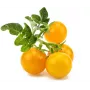 Click and Grow Smart Garden Refill 3er-Pack Mini-Tomaten-Pflanzenkapseln
