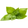 Click & Grow Zitronenbasilikum Pflanzenkapseln für Smart Garden, 3er-Pack (SGR76X3)