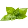 Click & Grow Zitronenbasilikum Pflanzenkapseln für Smart Garden, 3er-Pack (SGR76X3)