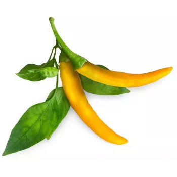 Click & Grow SGR60X3 Chili-Pfeffer-Pflanzenkapseln (3er-Pack)