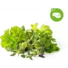 Click & Grow Steak-Kräuter-Mix Pflanzenkapseln für Smart Garden, 9er-Pack (PPMSSX9)