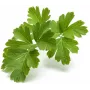 Click & Grow SGR68x3 Petersilien-Pflanzenkapseln (3er-Pack)