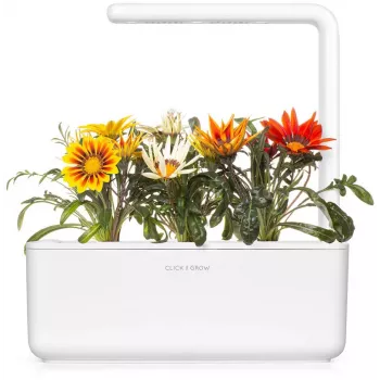 Click & Grow Gazanie Pflanzenkapseln für Smart Garden, 3er-Pack (SGR92X3)