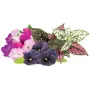 Click & Grow Vibrant Flower Mix Pflanzenkapseln für Smart Garden, 9er-Pack (PPMVBX9)