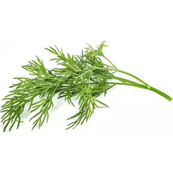Click & Grow SGR49x3 Dill Pflanzenschoten Nachfüllpackung 3er-Pack
