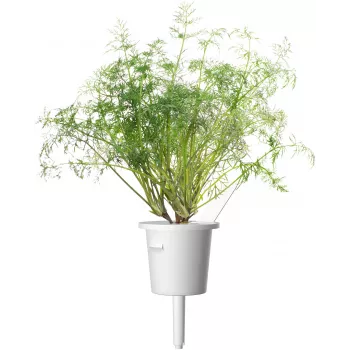 Click & Grow SGR49x3 Dill Pflanzenschoten Nachfüllpackung 3er-Pack
