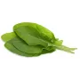 Click & Grow Sauerampfer Pflanzenkapseln für Smart Garden, 3er-Pack (SGR55X3)