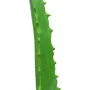 EUROPALMS Künstliche Aloe Vera Pflanze im schwarzen Topf, 63cm 82809112