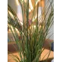 EUROPALMS Künstliches Schilfgras, 145cm, Grün/Braun, Vorgetopft 82600229