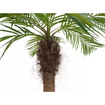 EUROPALMS Luxor Geschwungene Künstliche Phoenixpalme, 240cm 82510726