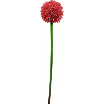 EUROPALMS Künstlicher Allium-Stiel, Rot, 55cm 82530568