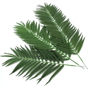 EUROPALMS Künstliche Kokospalmenwedel, 80 cm, 12-teiliges Set 82509895
