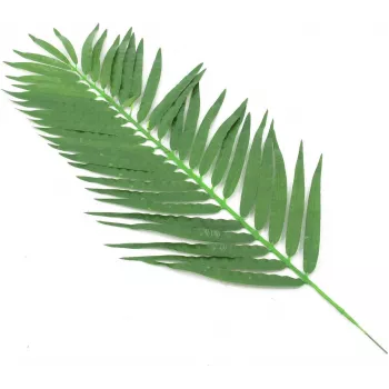 EUROPALMS Künstliche Kokospalmenwedel, 90 cm, 12 Stück, Grün 82509896