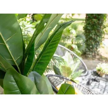 EUROPALMS Künstlicher Bananenbaum, 210 cm 82509507