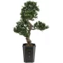 EUROPALMS Bonsai Podocarpus Künstliche Pflanze, 80cm 82600116