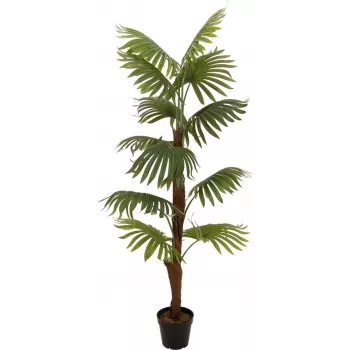 EUROPALMS Fächerpalme Kunstpflanze, 155cm 82509303