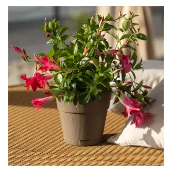STEFANPLAST Ethica Blumentopf mit Untersetzer Ø20x19cm Braun