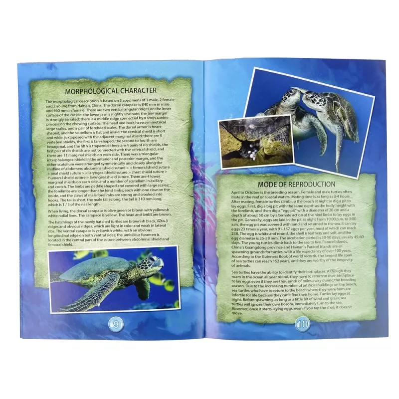 LEAN TOYS Ammonite Turtle Excavation Educational Kit