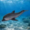 LEAN TOYS Gummi-Delfin Figur, weich und realistisch, TPR, dunkelgrau, 17,5 cm