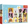 TREFL PUZZLE Puzzles - 60 - Süße Welpen
